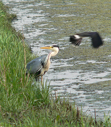 Blauwereiger_kievit130506B